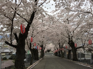 sakura.JPG